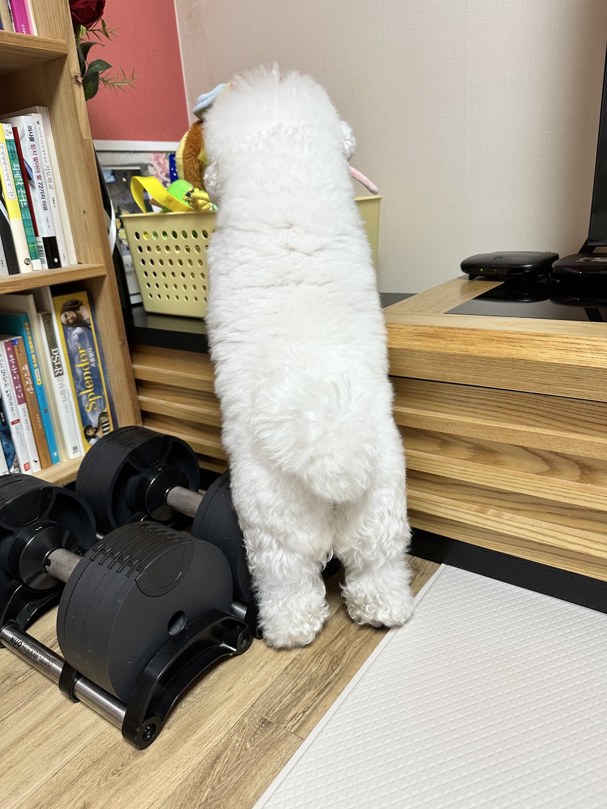 단추 청소년기