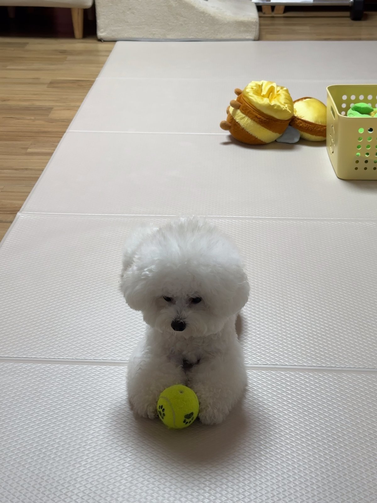 단추 청소년기
