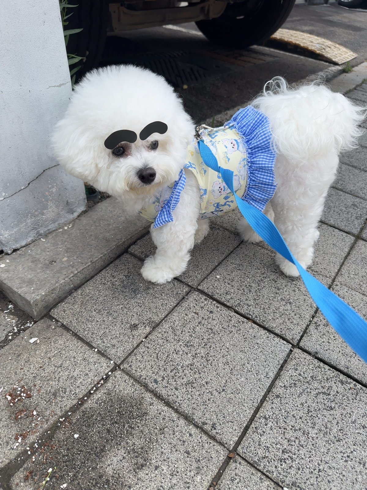 단추 청소년기