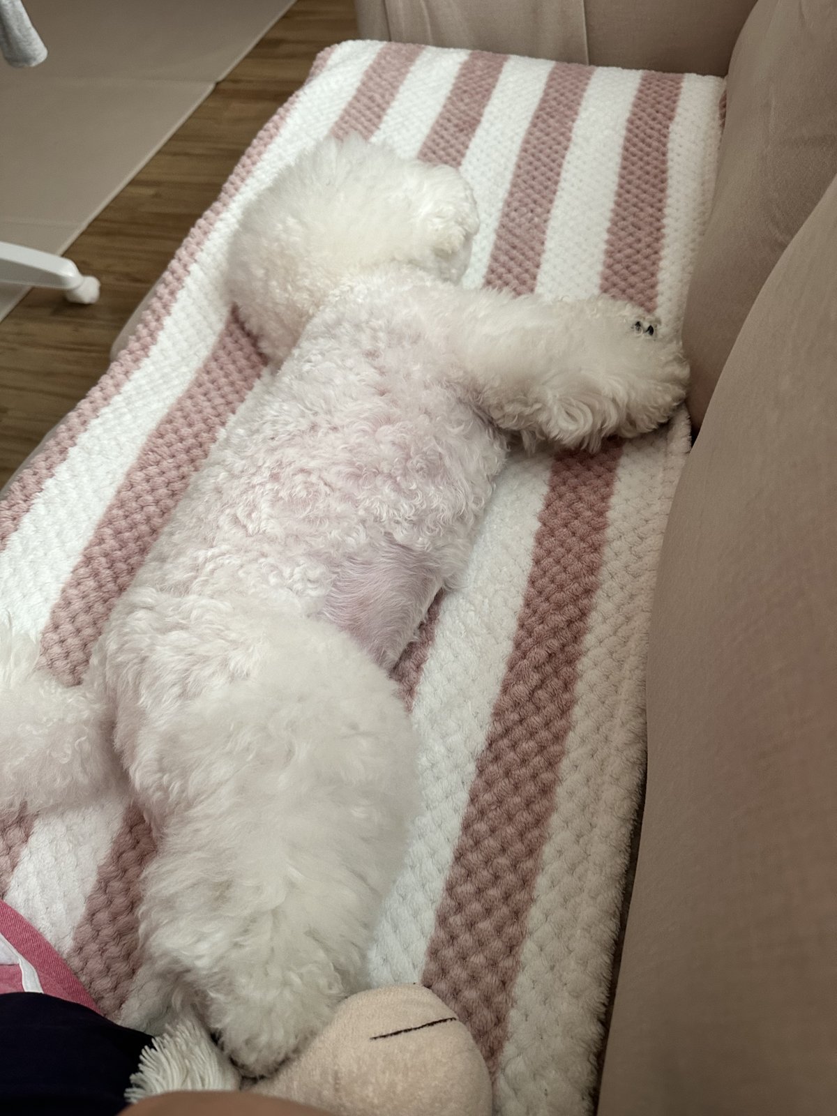 단추 청소년기