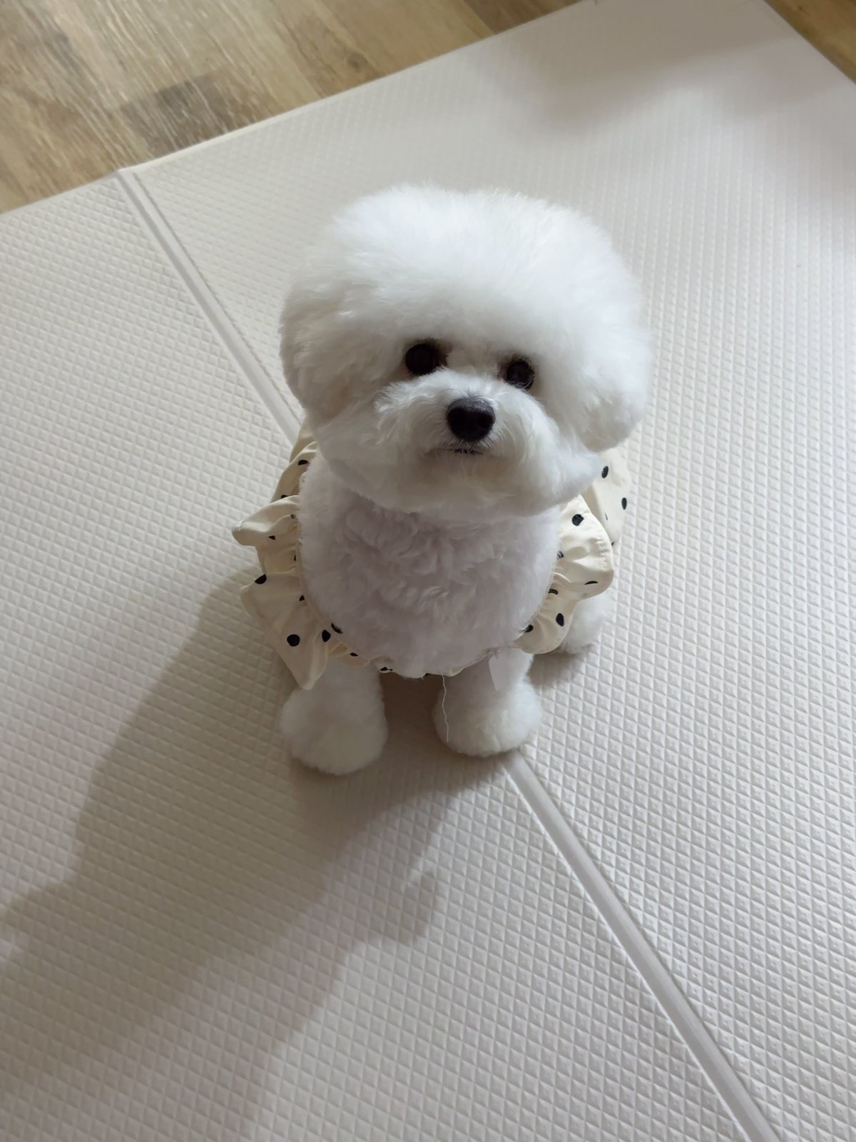 단추 청소년기