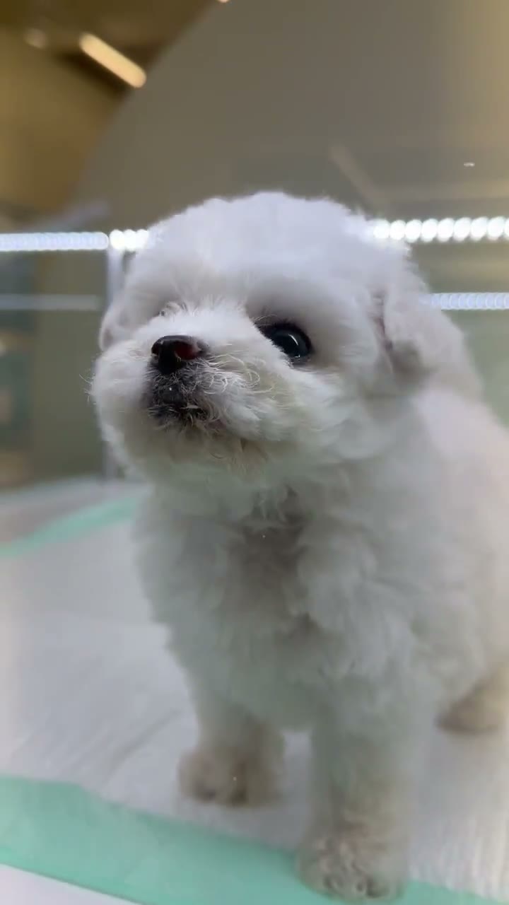 단추 퍼피기